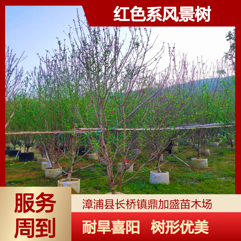 鼎加盛16公分红叶碧桃树 冠幅100公分 耐旱喜阳 漳 州产红色系风景树
