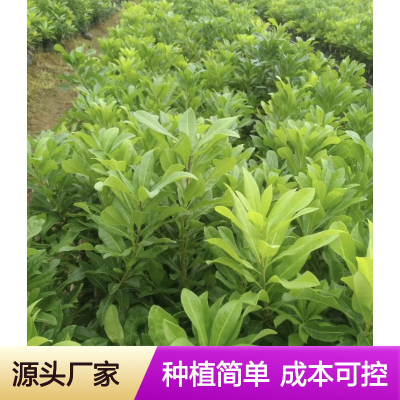 产地直供黑炭杨梅直生苗 种植成本低可控 荒山农田均可种植