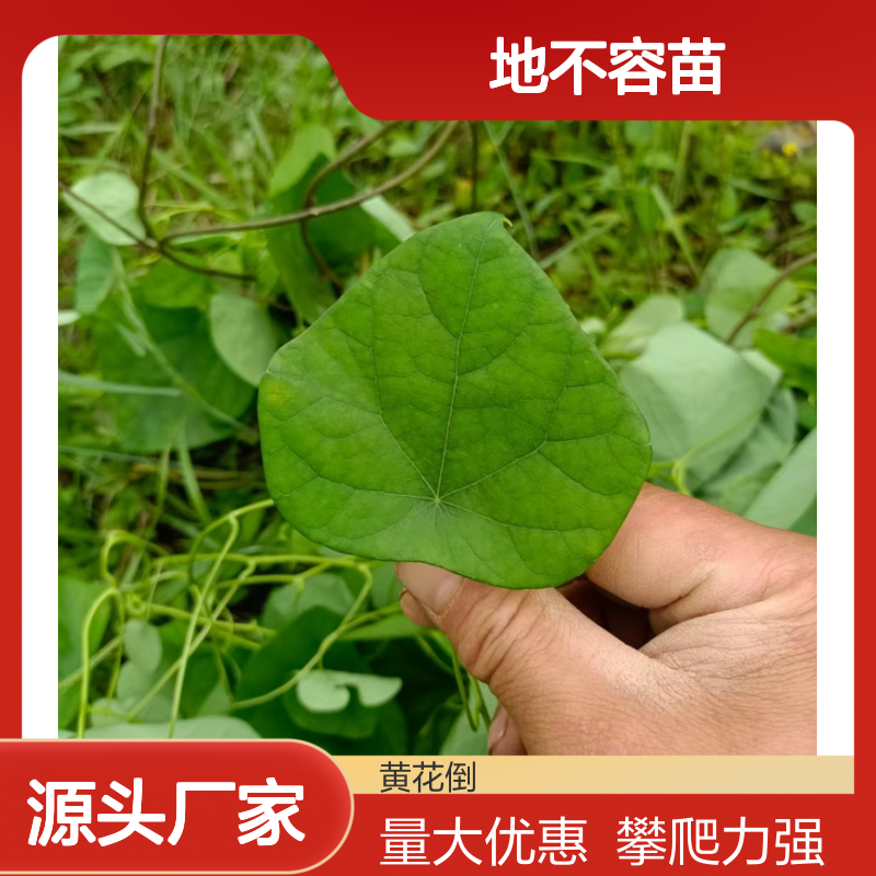 地不容苗 千金藤属藤本植物 生长迅速 易于养护