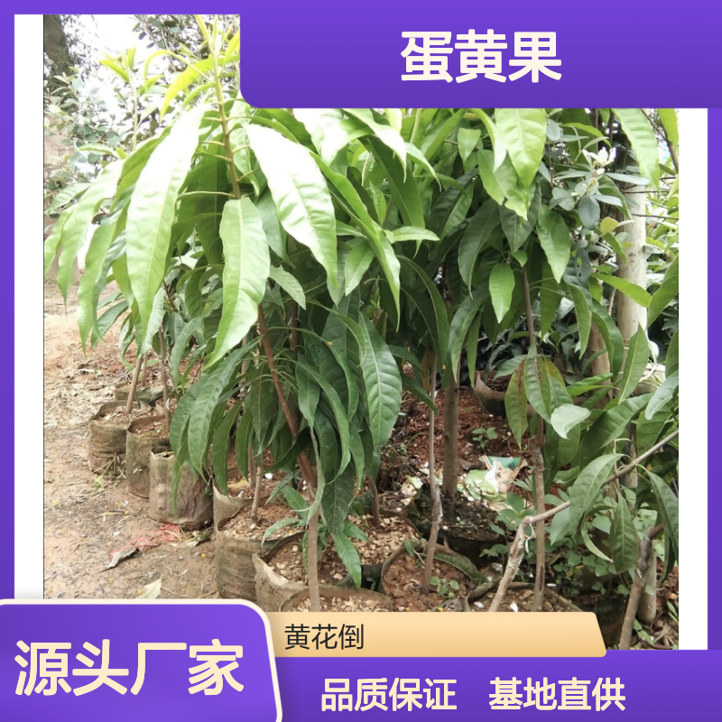 耀堂仙桃树苗 蛋黄果超大果实基地直供 营养丰富