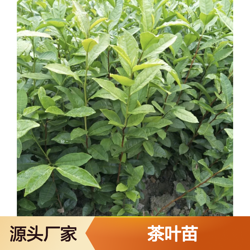 中茶108茶叶苗 批发基地直供 品质优良 种植专业