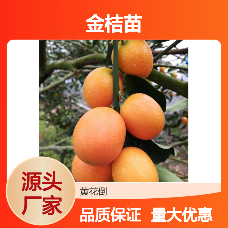 小金桔苗 优良品种 常绿小乔木 果皮光滑 清香可口