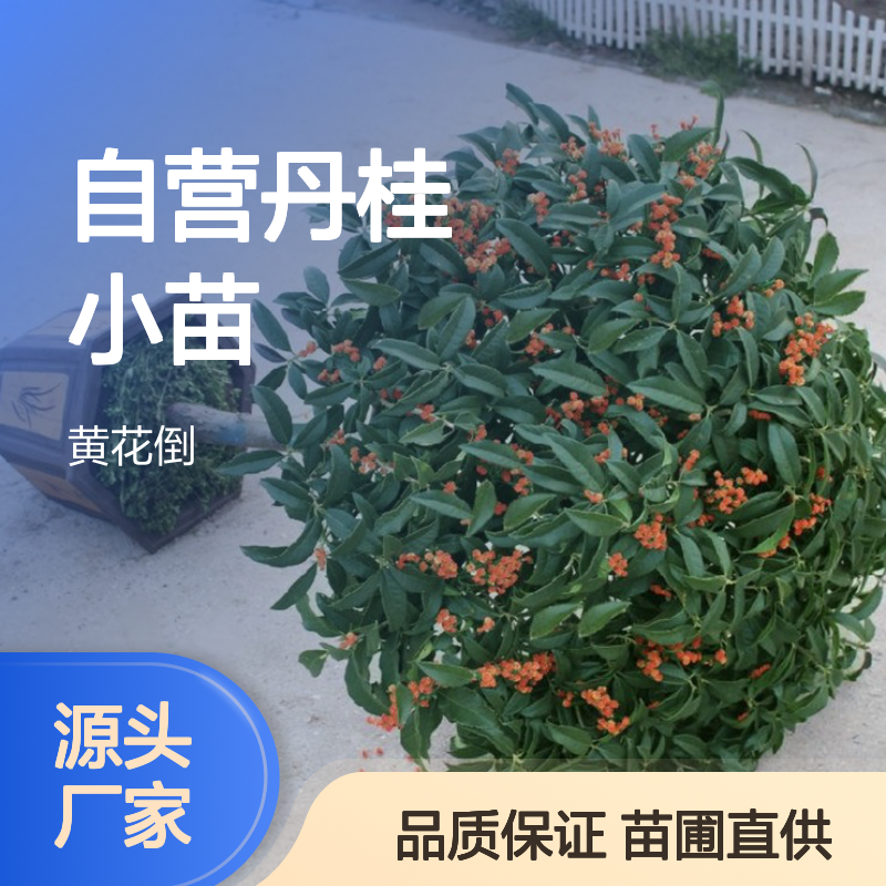 苗木合作社自营丹桂小苗 苗圃产地直供品质保证种植技术分享