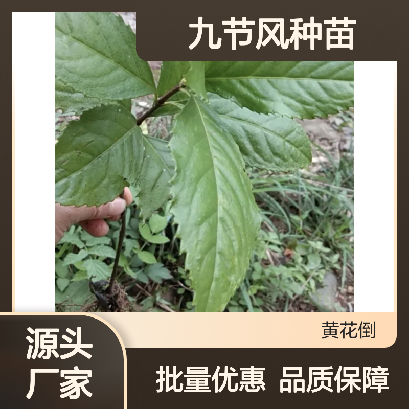 九节风种苗 基地直供常绿灌木 成活率高 繁殖快速