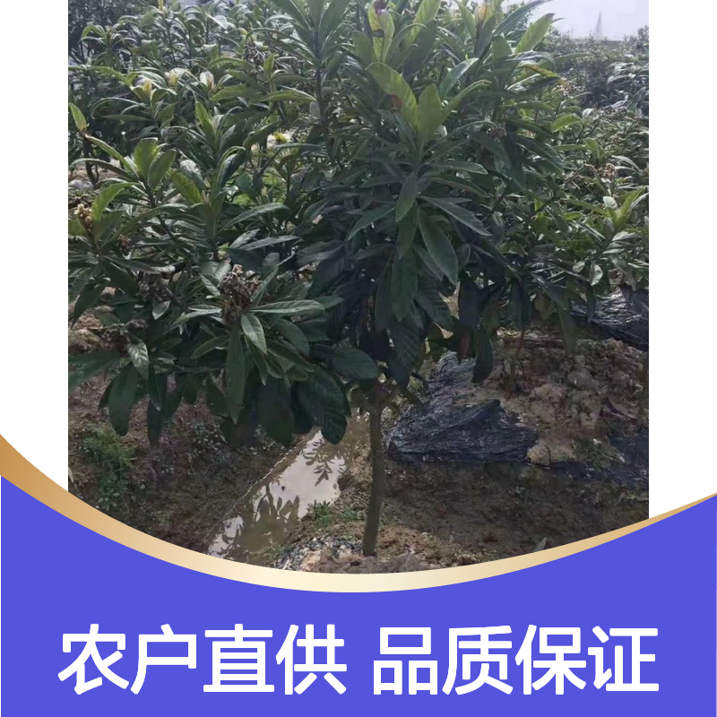 农户直供枇杷实生树苗 基地直发包教种植管理技术 品质纯正可票