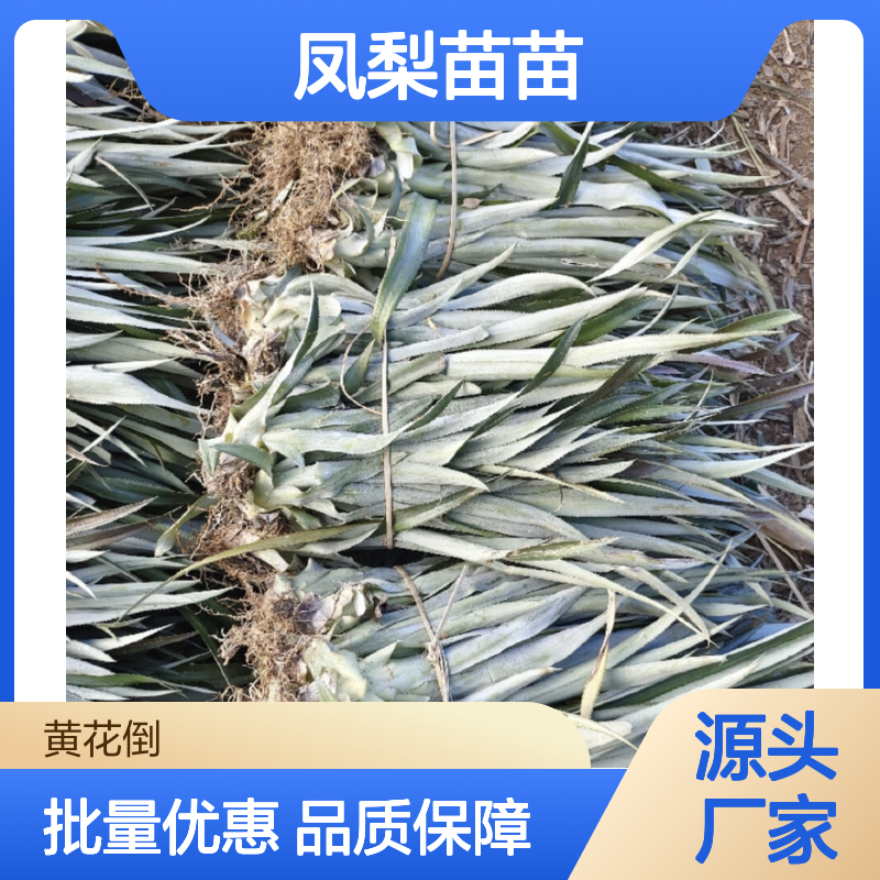 凤梨苗苗 百亩种植园直供 高产稳产 甜美多汁 适应性强