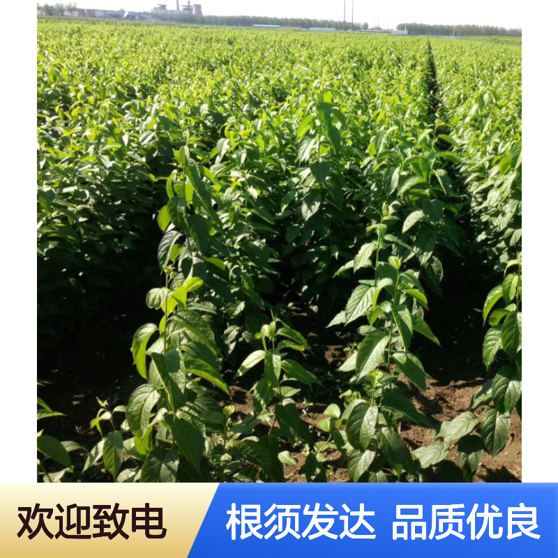 乡土经济林树种 H80CM杜仲小苗 地径2-5公分杜仲苗木 根须发达