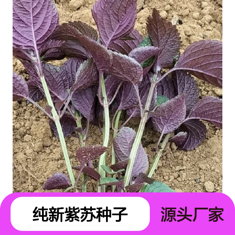 当年纯新紫苏种子 紫苏种植必备 适应性强 技术指导