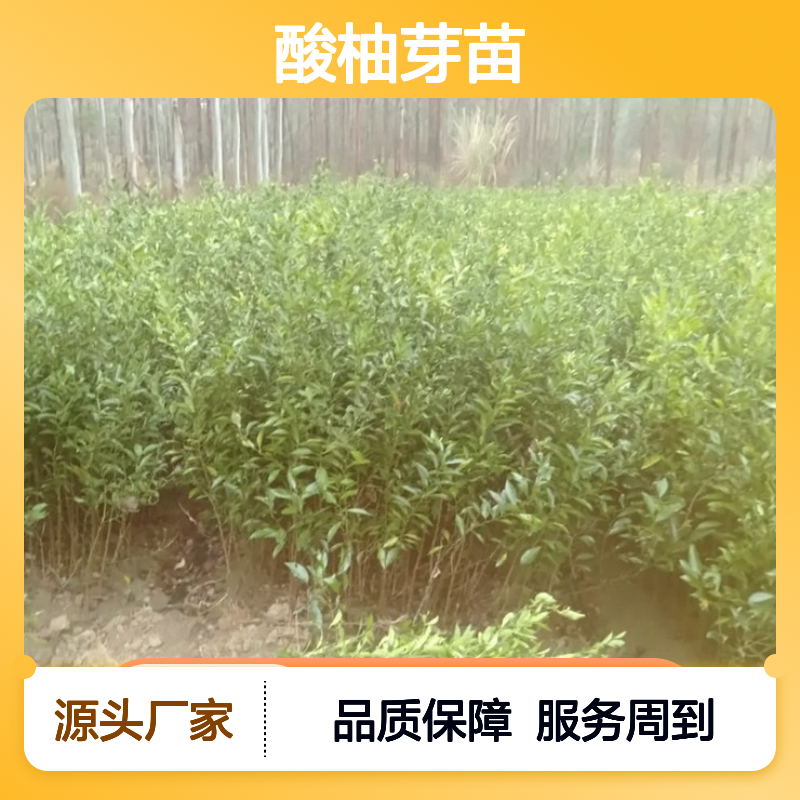 常年基地供应酸柚芽苗 多年生根系发达 成活高规格齐全