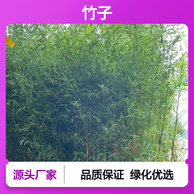 小青竹 黄金竹 罗汉竹 绿化竹苗 品种丰富 坚固耐用