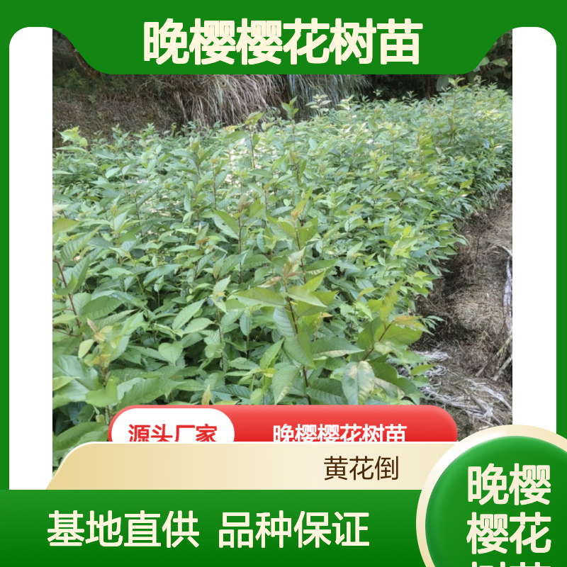 晚樱樱花树苗 基地直供 批发优选 品种纯正 易于成活