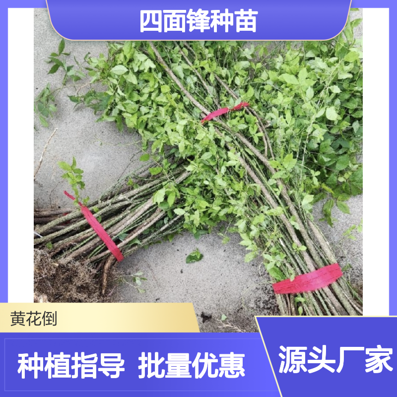 四面锋种苗 基地直供 扦插易活 高产潜力 土壤适应强