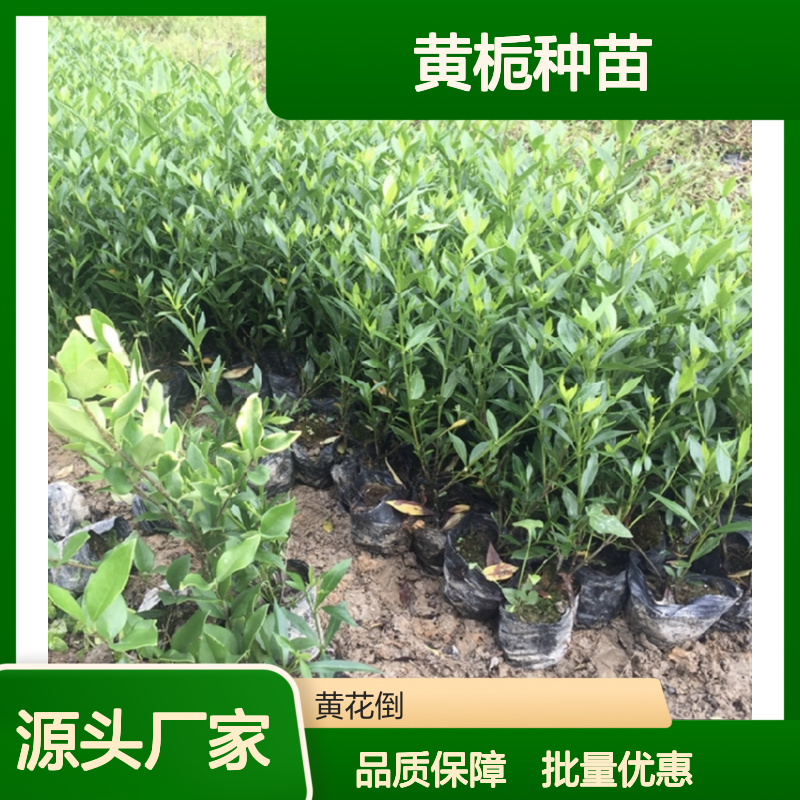 黄栀种苗 批发供应 常绿灌木园林植物 生长迅速