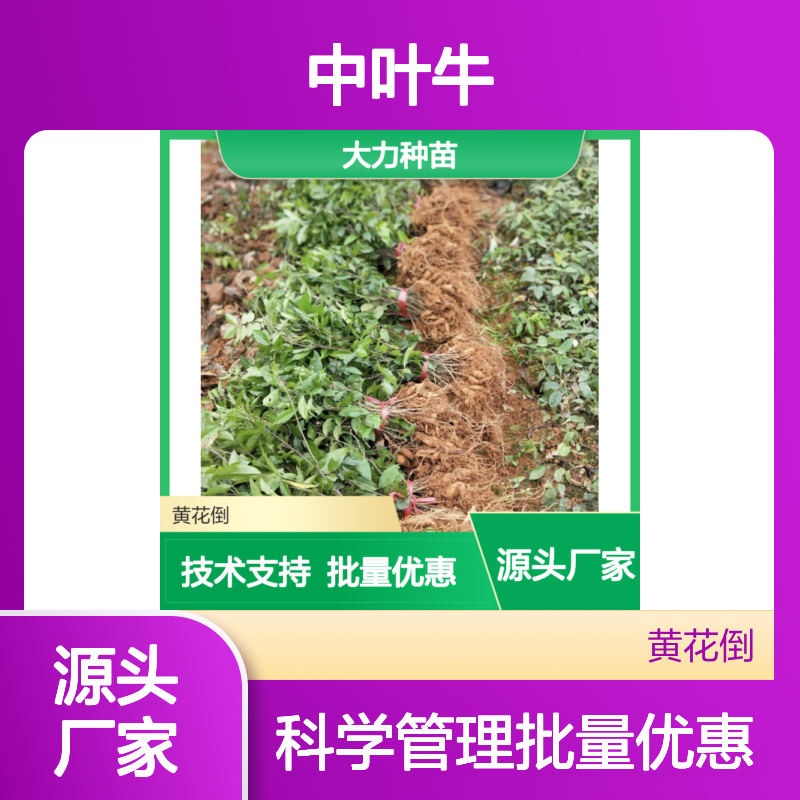 中叶牛大力种苗 基地直供批发 科学管理 品质保证
