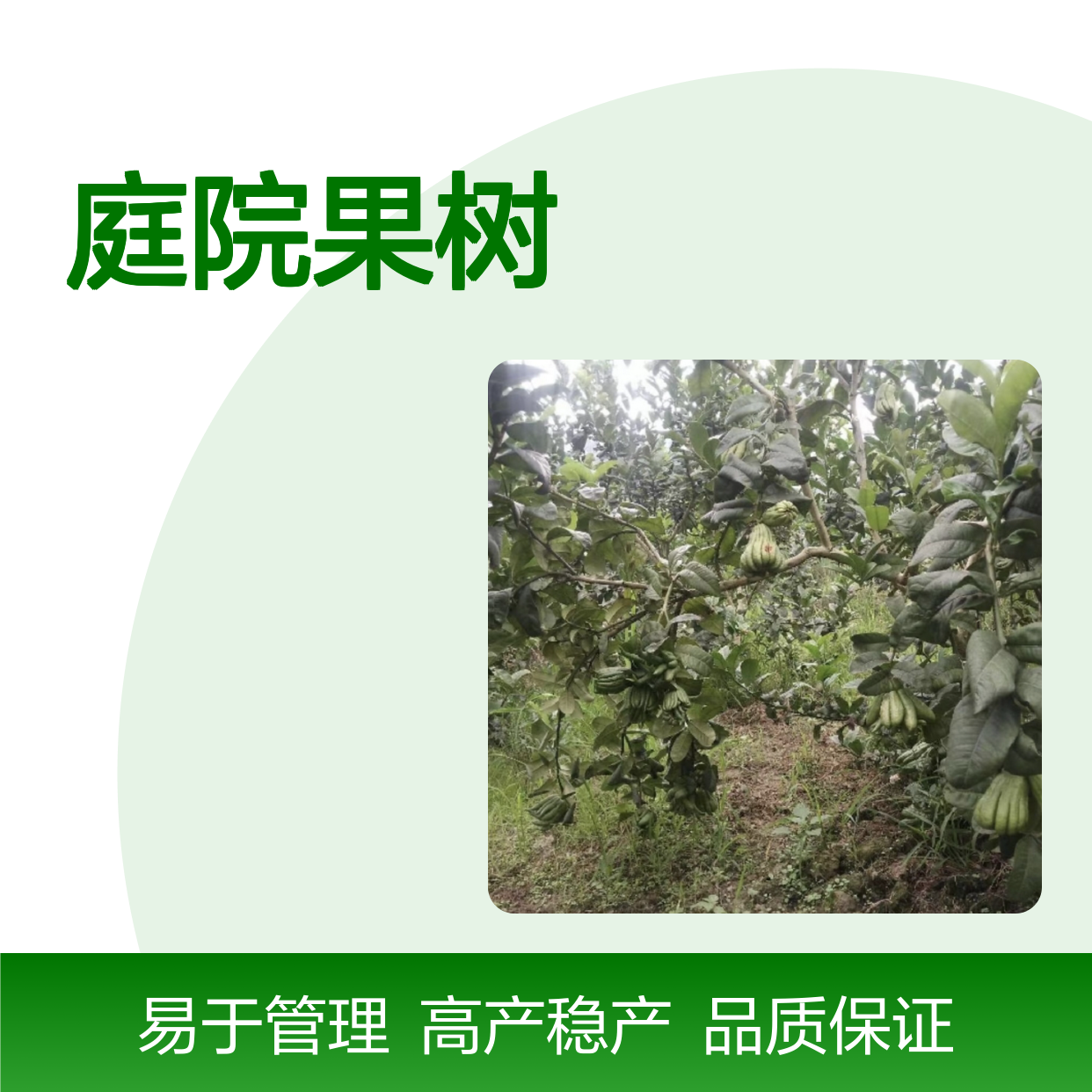 佛 优质种苗 高产稳产 庭院果树 中之仙品 抗病性强