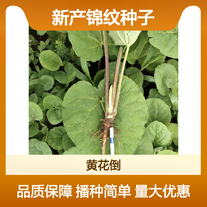 新产锦纹种子 农户直供 播种指导全 适应性强 药用价值
