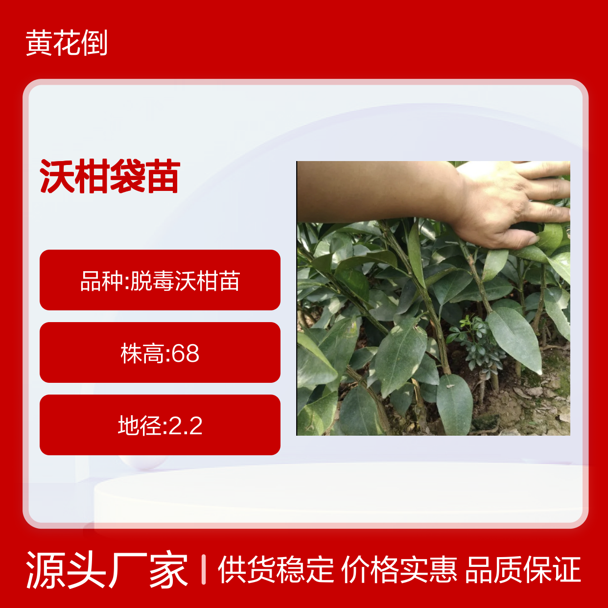 沃柑袋苗 晚熟杂交品种 果实甜柔爽口 长势旺盛