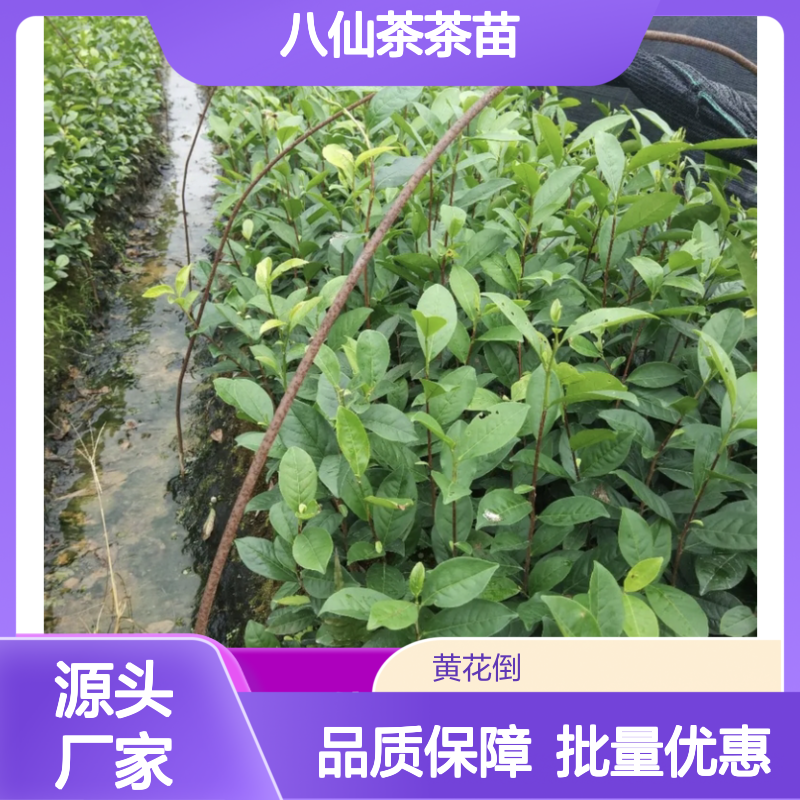 八仙茶茶苗 源头直供 园林绿化 茶园建设 品种纯正
