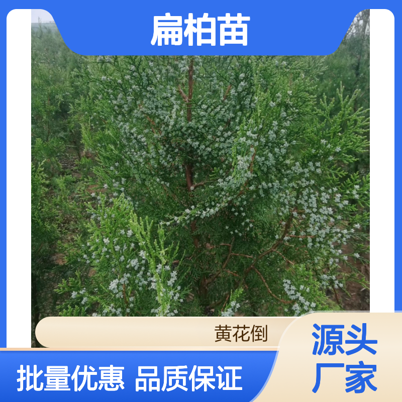 扁柏苗基地直供 优质绿化苗木 生长迅速 易于养护