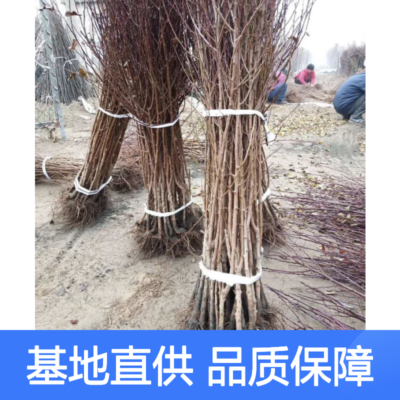 法兰西西梅树苗 基地直供 嫁接繁殖 生长势强 管理简便