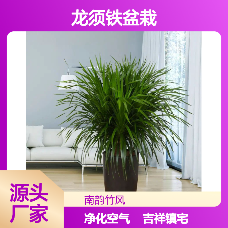 龙须铁盆栽 适合光线不好的环境 公司办公室绿植租摆品种 南韵竹风