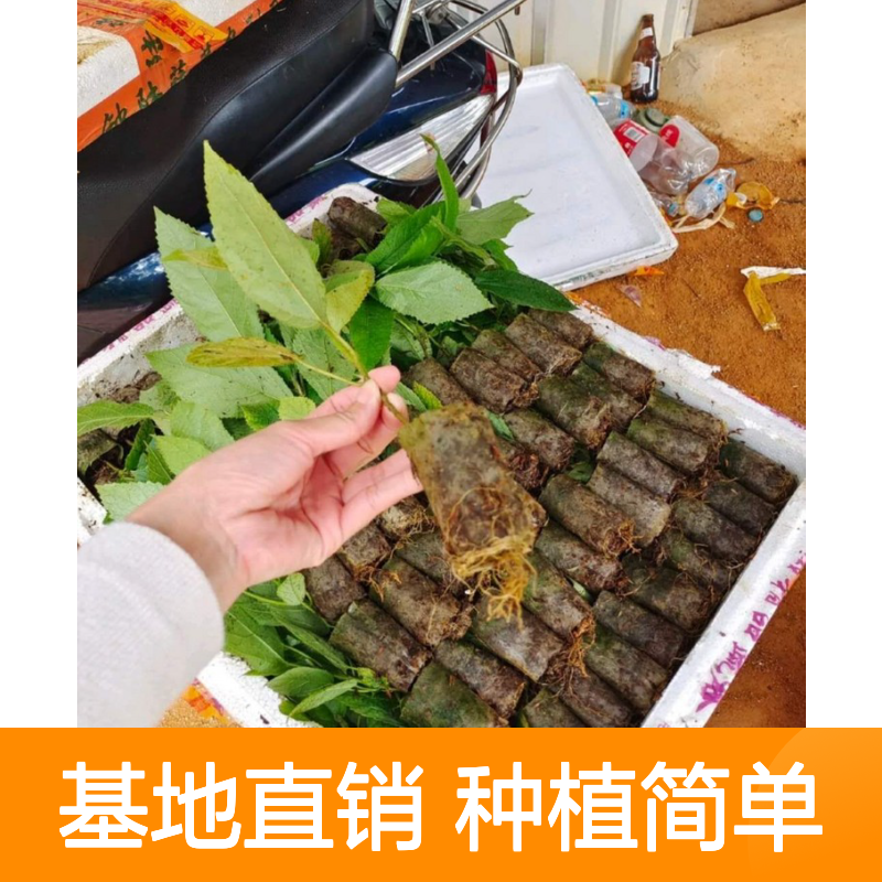 七指毛桃种苗 基地直供 种植指导 品质优良 成活率高