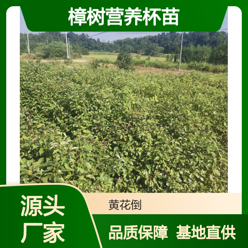 樟树营养杯苗 基地直供 移栽成活率高 侧根发达