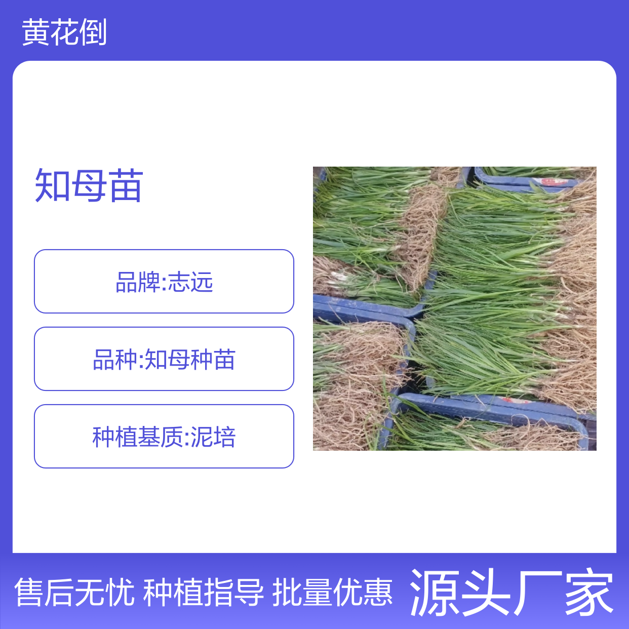 精选知母苗 种植园批发 高产易种 抗旱抗寒 病害较少