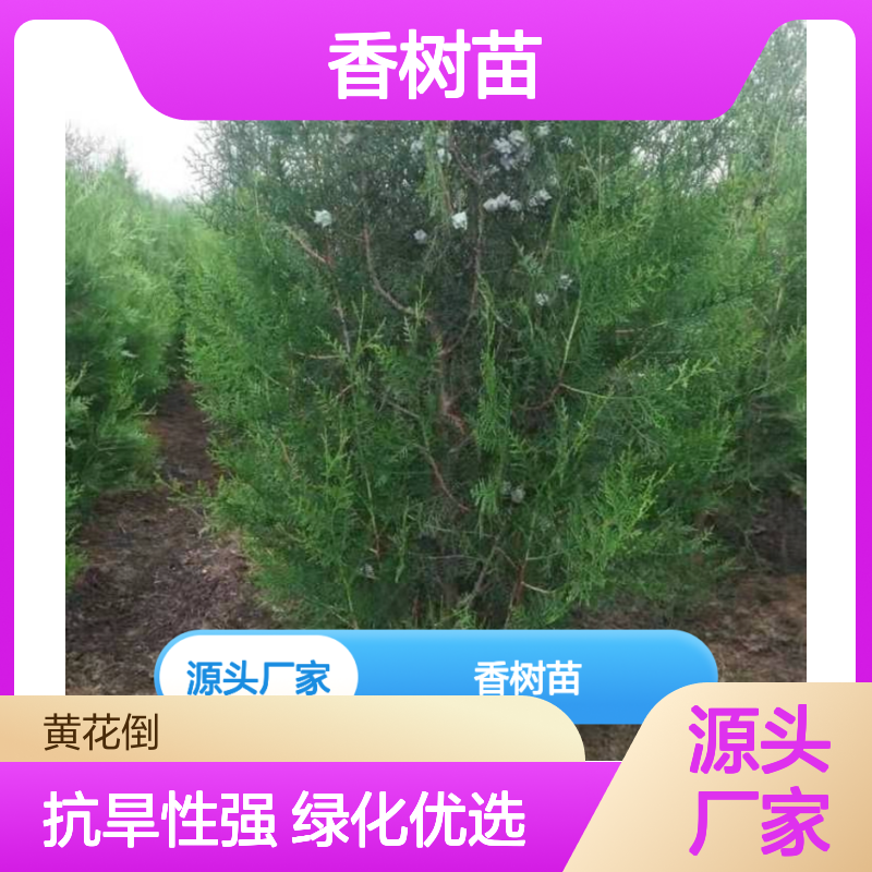 香树苗批发 侧柏常绿灌木 园林绿化优选 抗旱性强