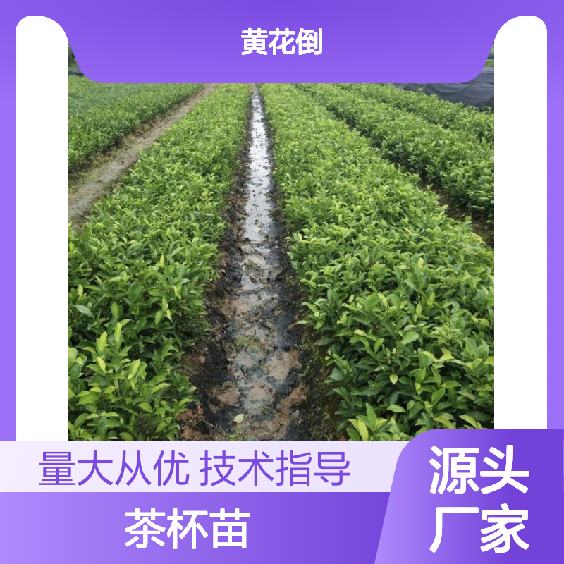 龙井茶杯苗现货 供应管理种植技术 品质优良 成活率高
