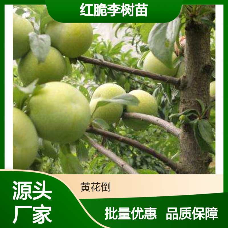 红脆李树苗 批发种植 优质果树苗 基地直供 成活率高