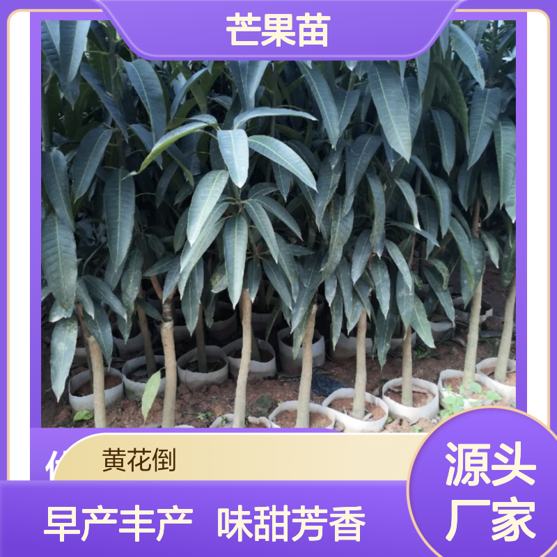 贵妃芒果苗 百亩基地直供 早产丰产品种 味甜芳香