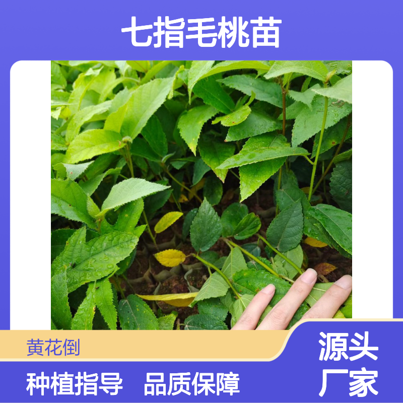 七指毛桃苗 种植基地直供 成活率高 管理简单 生长迅速
