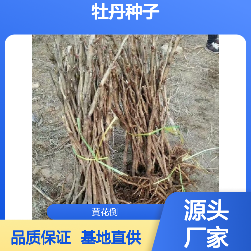 当年新采牡丹种子 基地直供技术指导 色泽艳丽