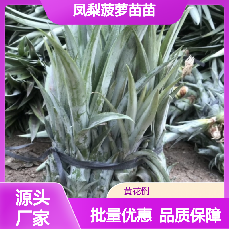 凤梨菠萝苗苗 基地直供吸芽苗 茁壮成长 果实硕大