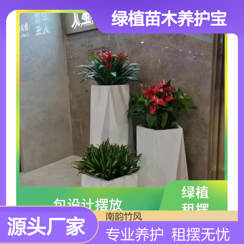绿植苗木养护宝 安盆栽出租 室内外花卉盆栽租摆服务 满一年送一个月