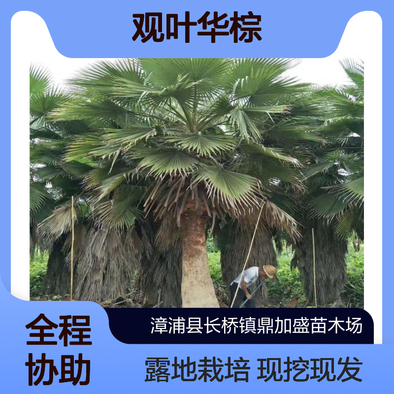 鼎加盛苗木 老人葵 57米高观叶华棕 露地栽培 风景树现挖现发