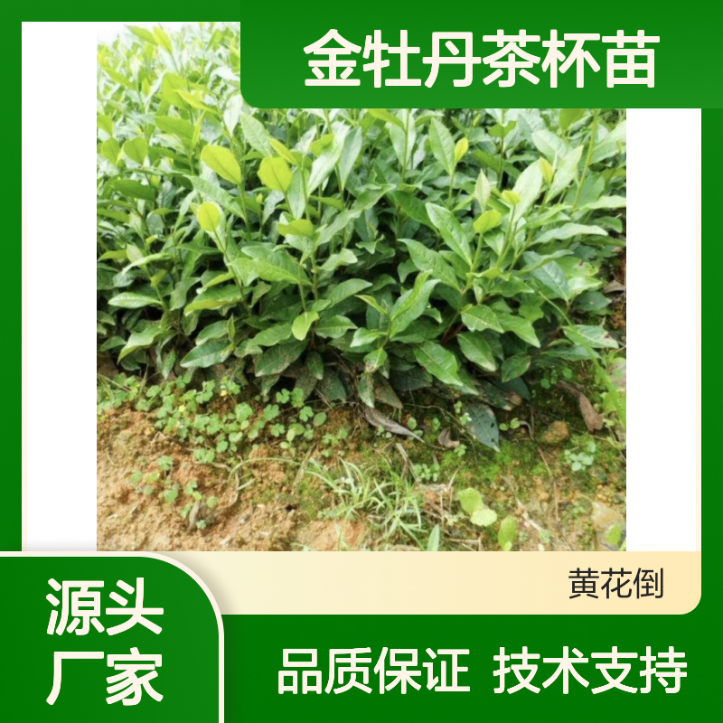 产地直供金牡丹茶杯苗 全程技术指导十几年苗木培育经验