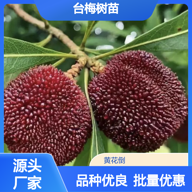 台梅树苗 批发基地直供 优质果树苗木 适应性强
