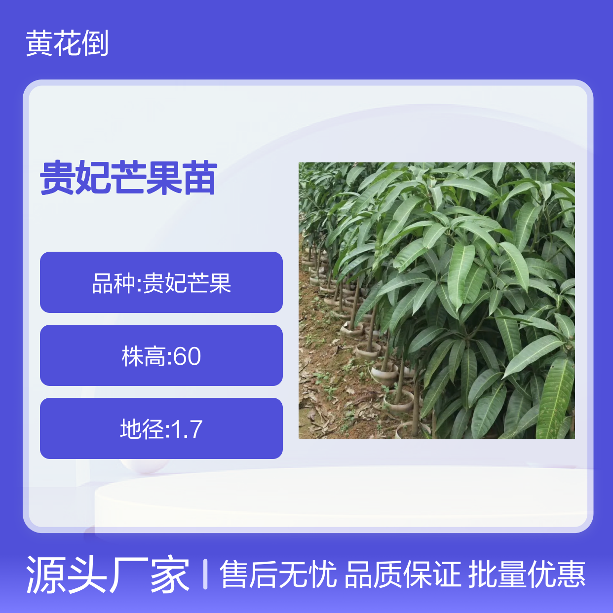 批发贵妃芒果苗 百亩种植区优选 基地直供 味甜细腻