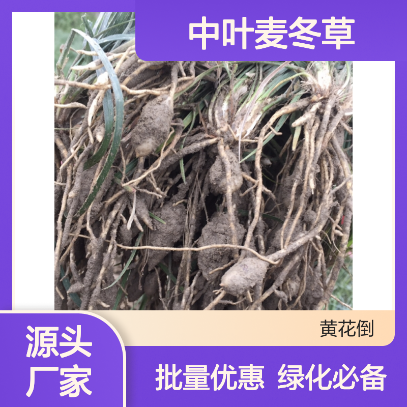 中叶麦冬草 园林绿化优选品种 生长健壮 适应性强