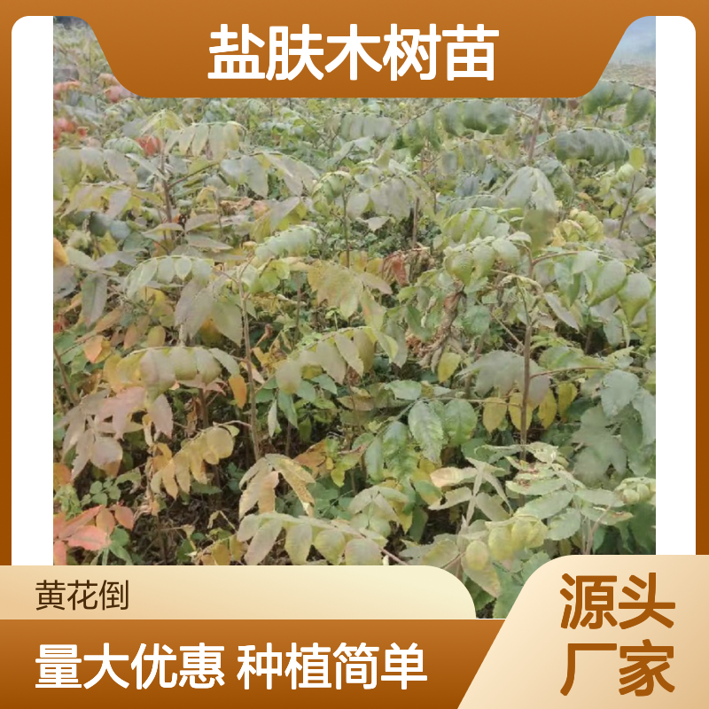 盐肤木树苗 苗圃直供 高成苗率 品质保证 广泛分布