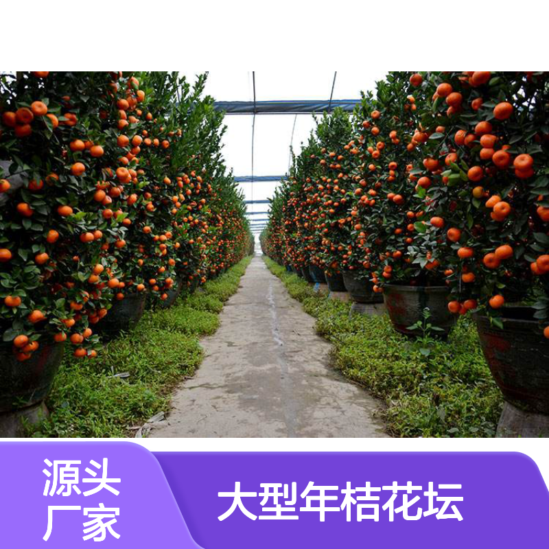 深 圳写字楼大型年桔花坛装饰摆放 桃花花卉景观组合 南韵竹风