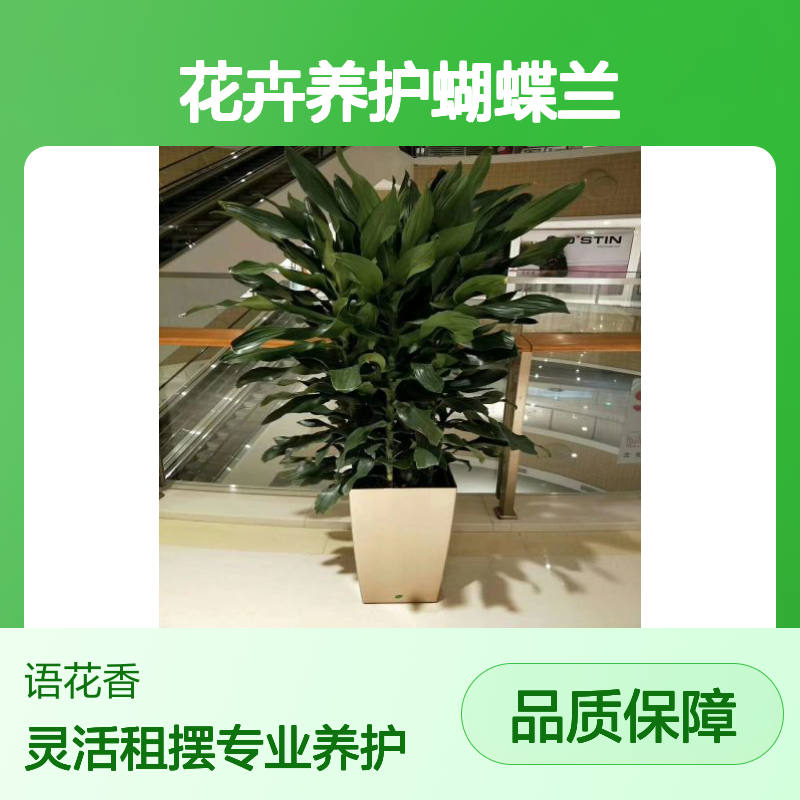 语花香园林 会场酒店 花卉养护蝴蝶兰 专业团队