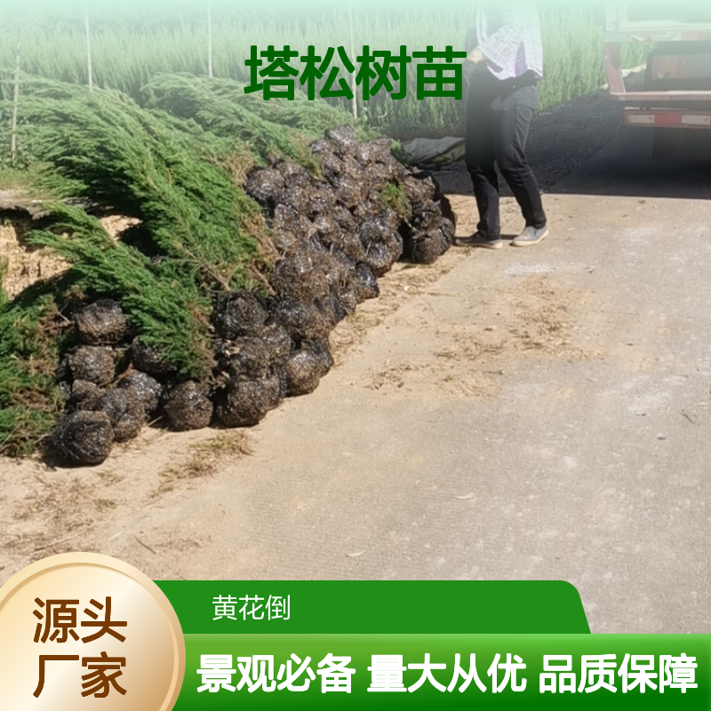 塔松树苗 园林景观优选 种植园直供 适应性强 耐旱耐湿