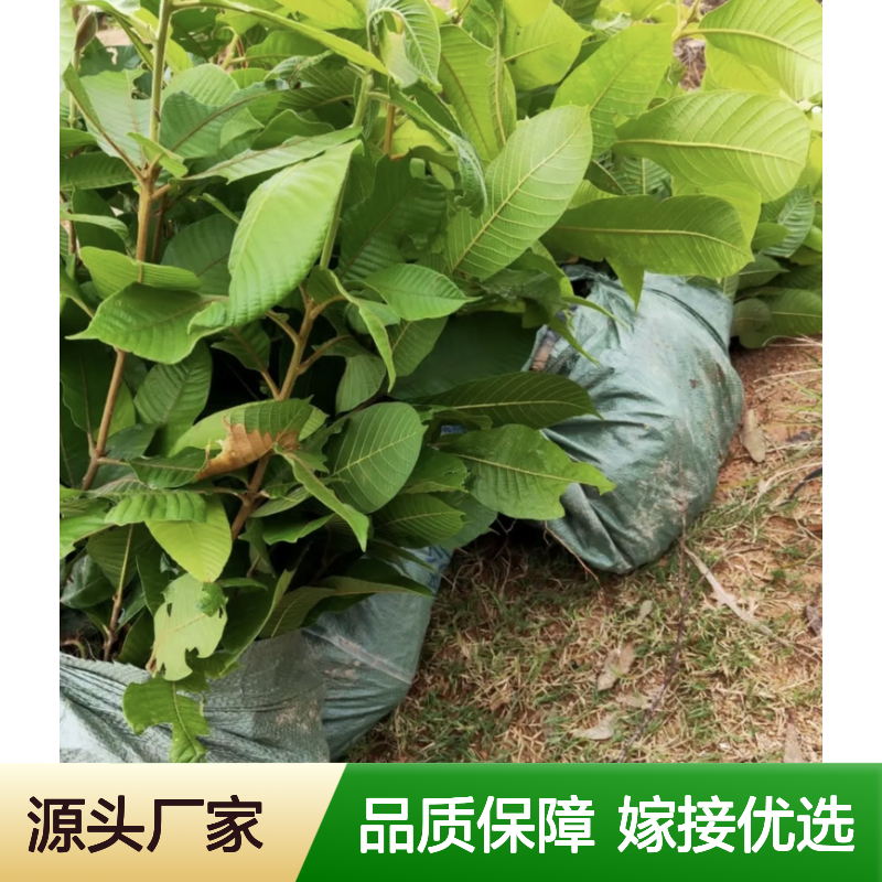益肾子果苗 乔木植物 批发供应 早产丰产 优良性状