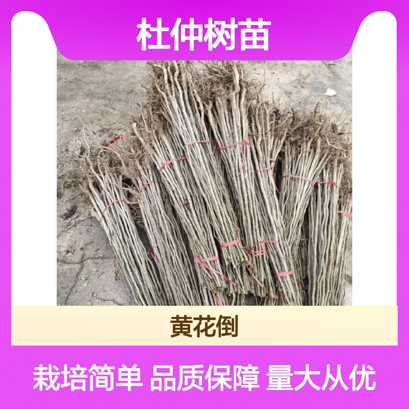 杜仲树苗批发 落叶乔木药材杜仲 生长迅速 适应性强
