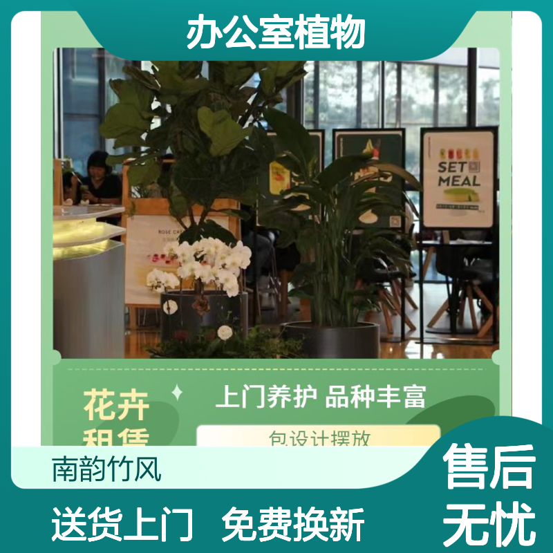 南韵竹风 绿植租摆-租植物,办公室植物租赁方式