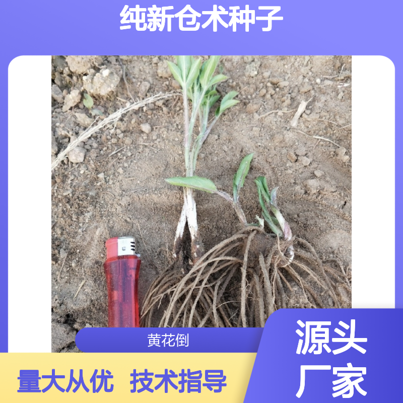 纯新仓术种子 当年新采 种植指导 高产稳产 生长迅速