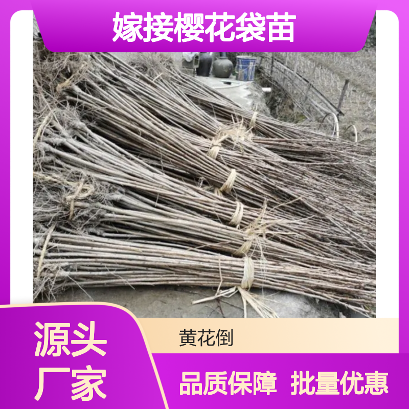 嫁接樱花袋苗 批发零售 园林优选 品种纯正 观赏性强